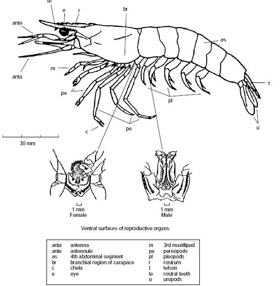 Penaeus (melicertus) plebejus